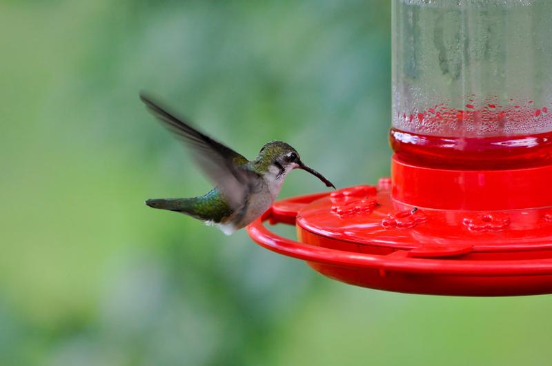 What's the secret to hummingbird flight? Their eyes.