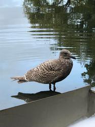 inspirational birb