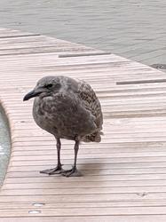 chilly birb
