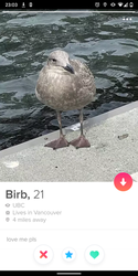 tinder birb