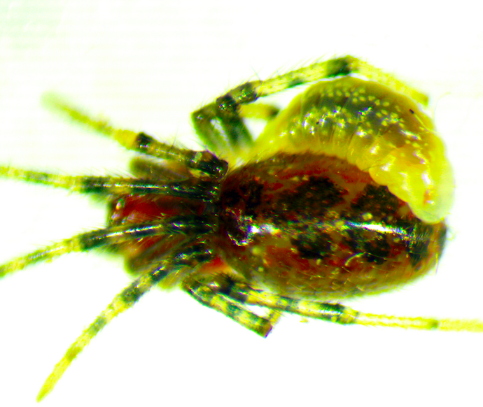 The Zatypota larva feeds on the blood-like hemolymph of its spidery host.